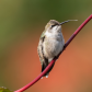 Hummingbird In Fall Colour
