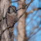 Northern Hawk Owl