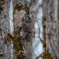 Camouflaged Northern Hawk Owl