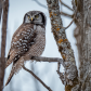 Northern Hawk Owl on the hunt