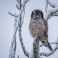 Northern Hawk Owl on the hunt