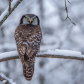 Northern Hawk Owl