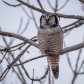 Northern Hawk Owl