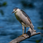 Black crowned night heron