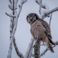 Northern Hawk Owl