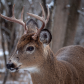 White-tailed deer