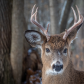 White-tailed deer