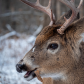 White-tailed deer