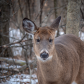 White-tailed deer