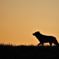 The Sunrise Wolf