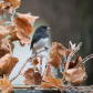 Icy morning delight
