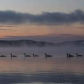 Misty Algonquin Morning