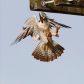 Peregrines With Prey