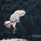 RedTail with lunch