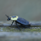 Carrion Beetle