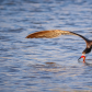 Black Skimmer skimming for food