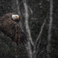 Snow Gliding