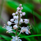 Pylora Grandiflora