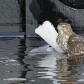 A Wet Attack