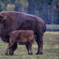 Nursing Bison
