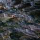 Hungry Carp