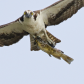 Close Encounter
