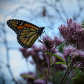 Monarchs on Joe -Pye Weed
