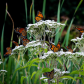 Monarchs on Joe-Pye Weed