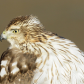 Handsom Hawk