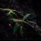 Ferns and Moss