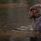 Beaver in Algonquin