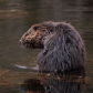 Beaver in Algonquin