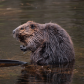 Beaver in Algonquin