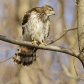 Out on a Limb