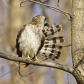 Preening Hawk