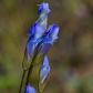 Fringed Gentian