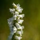 Nodding ladies tresses orchid