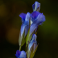 Fringed Gentian