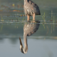 Mirror, mirror