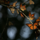Monarchs Gathering