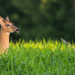 Wading deer