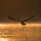 Aloft