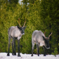 Caribou in the Winter