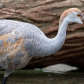 Juvenile Sandhill Crane & his frog