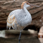 Juvenile Sandhill Crane