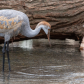 Juvenile Sandhill Crane