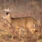 White Tailed Deer - Buck, Kingston ON