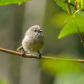 Bushtit's Hello