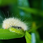 Caterpillar