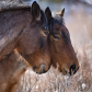 Alberta Wild Horses Nudging